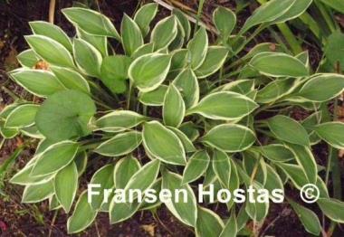 Hosta Hush Puppie