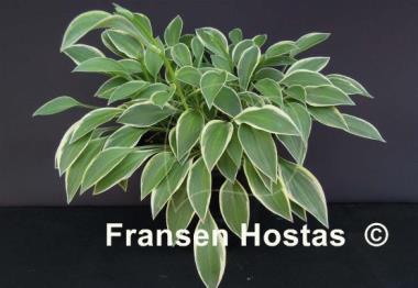 Hosta Hush Puppie