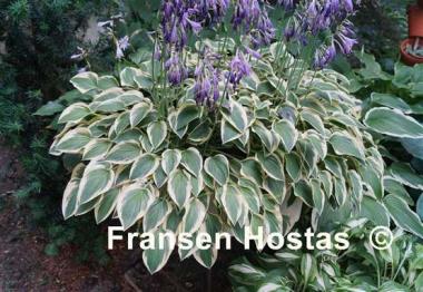 Hosta Hush Puppie