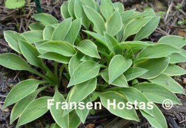 Hosta Hush Puppie
