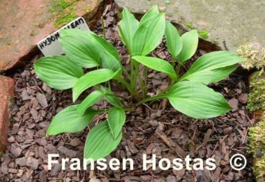 Hosta Hydon Gleam