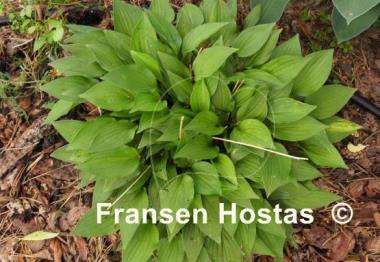 Hosta Hydon Gleam