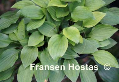 Hosta Hydon Gleam