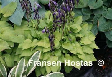 Hosta Hydon Sunset