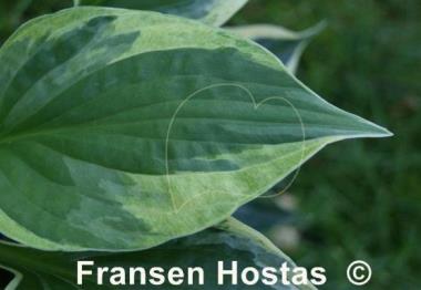 Hosta Hypnosis