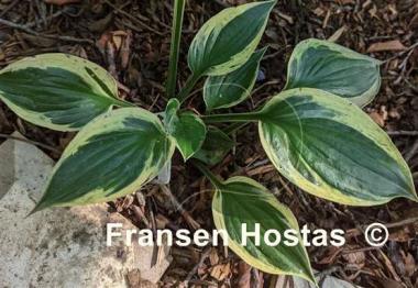 Hosta Hypnosis