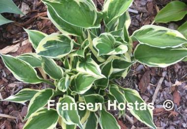 Hosta Hypnosis