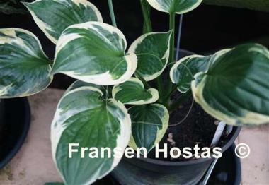 Hosta Hypnosis