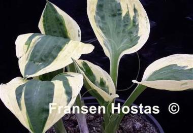 Hosta Hypnosis