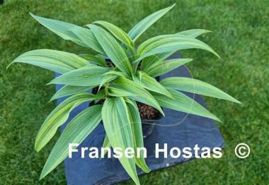 Hosta Hyuga Urajiro