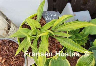Hosta Hyuga Urajiro