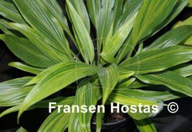 Hosta Hyuga Urajiro
