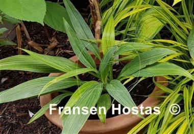 Hosta Hyuga Urajiro
