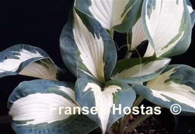 Hosta Hans