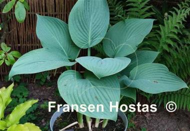 Hosta herkules