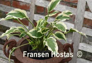 Hosta hidden treasure