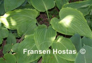 Hosta hypoleuca