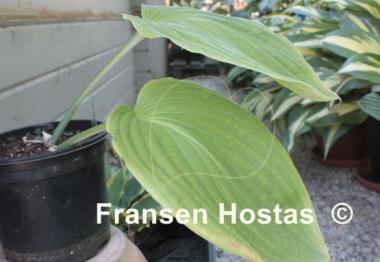 Hosta hypoleuca