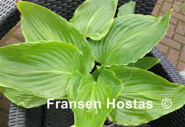 Hosta hypoleuca