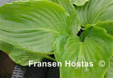 Hosta hypoleuca