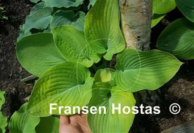 Hosta I Dream of Jeanne