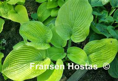 Hosta I Dream of Jeanne