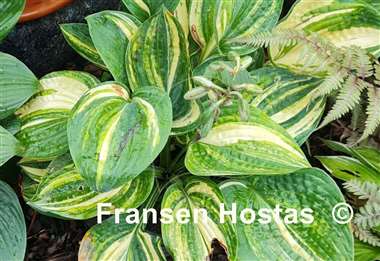 Hosta Ice Age Trail