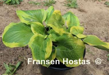 Hosta Ice Cream