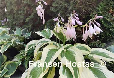 Hosta Ice Follies