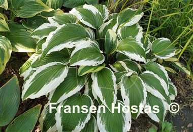 Hosta Ice Follies