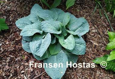 Hosta Ice Palace