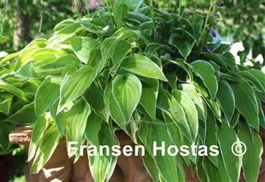 Hosta Iced Lemon