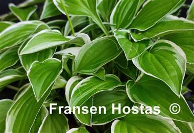 Hosta Iced Lemon