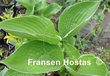 Hosta Icy Halo