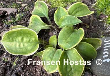 Hosta Illicit Affair