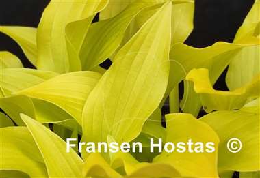 Hosta Inca Gold