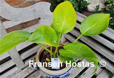 Hosta Incoming