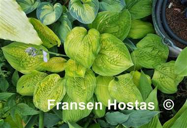 Hosta Indiana Moonshine