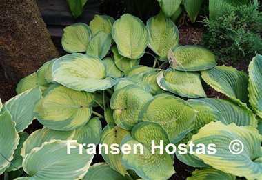 Hosta Inniswood