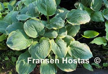 Hosta Inspire Greatness