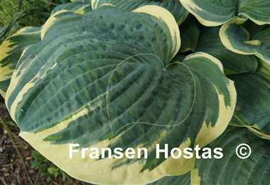 Hosta Inspire Greatness