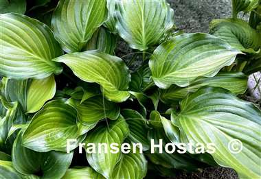 Hosta Invincible Light