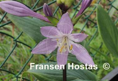Hosta Invincible Limit