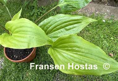 Hosta Invincible Limit