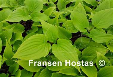 Hosta Invincible Limit