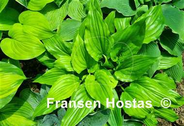 Hosta Invincible Spirit