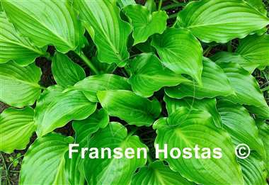 Hosta Invincible