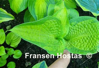 Hosta Iris Frazier