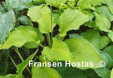 Hosta Iris Frazier
