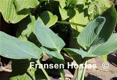 Hosta Irische See